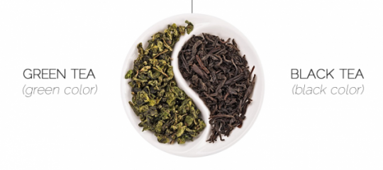 3 sự khác nhau cơ bản giữa trà đen và trà xanh