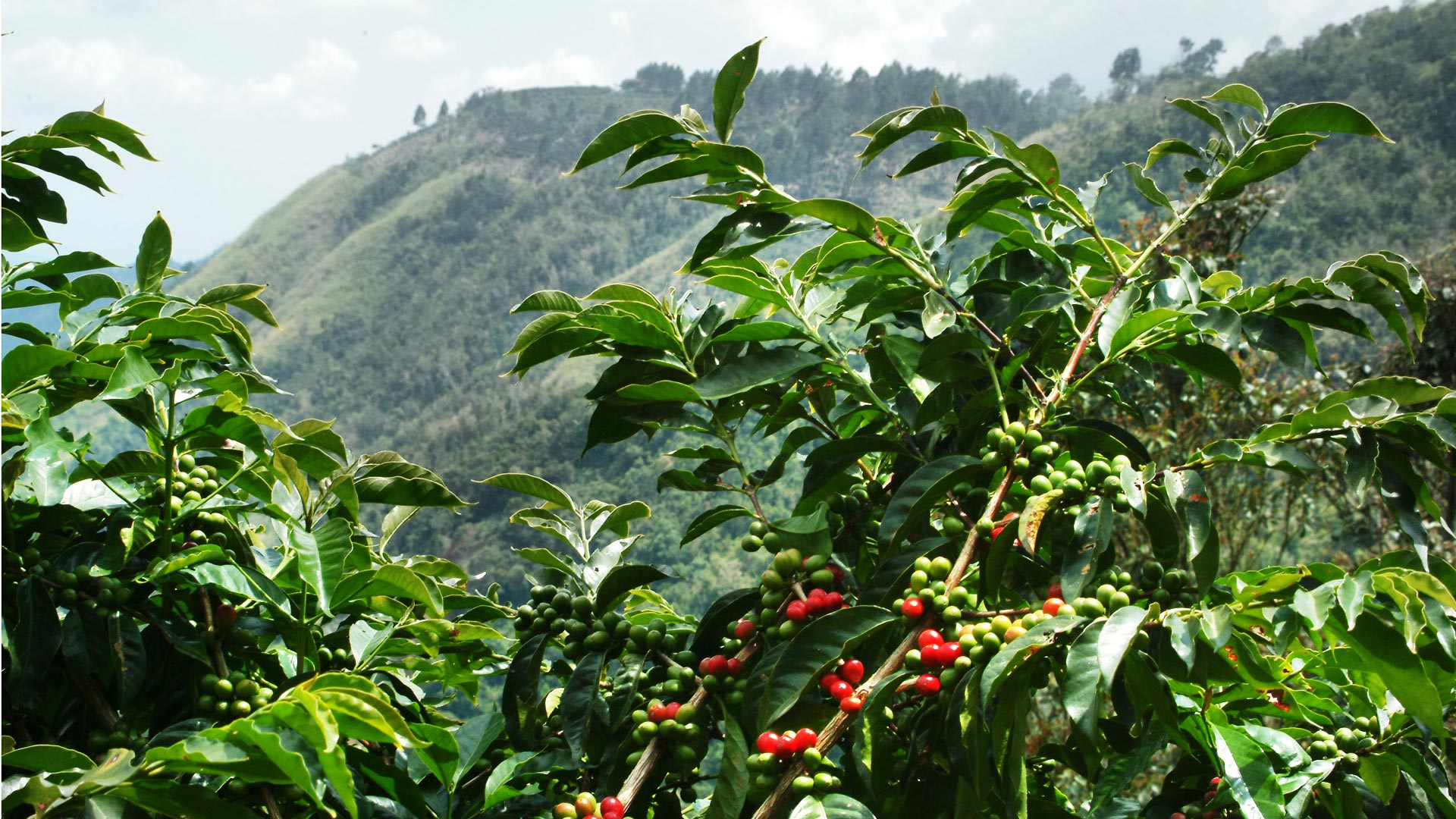 jamaican-blue-mountain-coffee-tree